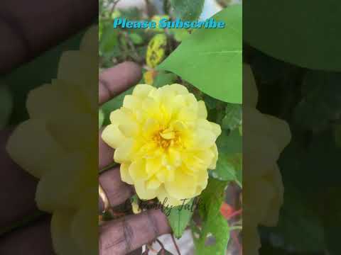 🌟 The Most Beautiful Yellow Rose Ever! 🌼✨ #Shorts