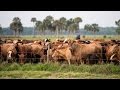 Deseret Ranch Operations and Sustainability