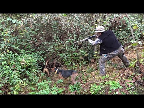 BİR DOMUZUN YAŞAM MÜCADELESİ / A WILD BOAR'S FIGHT FOR LIFE