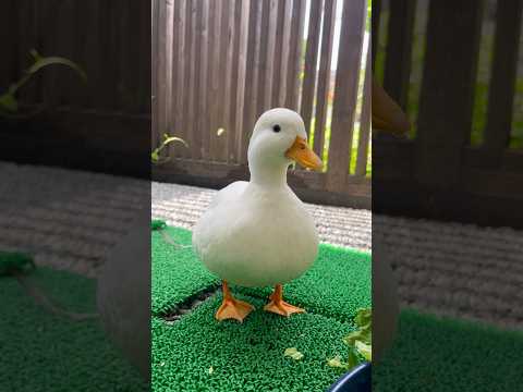 人間と仲良くすることを許さないコールダック。Our call Duck that doesn’t let any ducks get close to the owner.