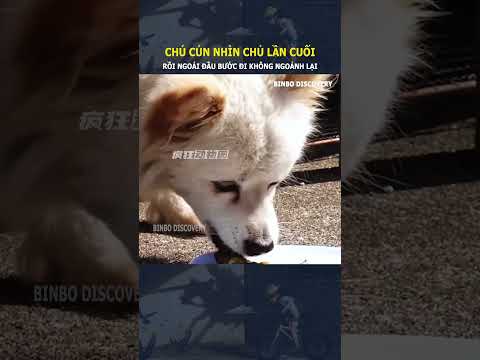 Chú cún nhìn chủ lần cuối, rồi ngoái đầu bước đi không ngoảnh lại#shorts