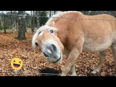 Best funniest horses of the week - Funny And Cute horses Video Compilation 2024 🐴#24