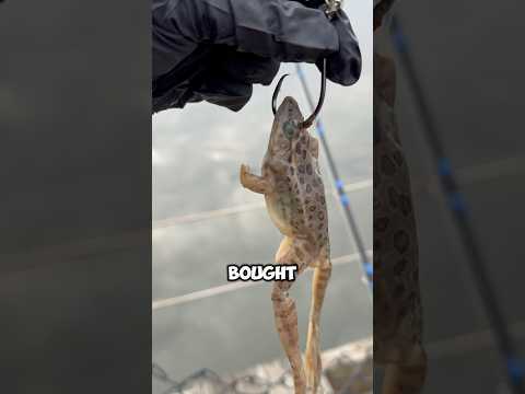 Frog to Catch a GIANT FISH