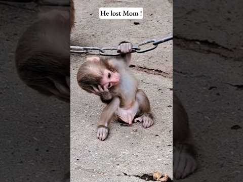 His MOM monkey is no more - #monkey