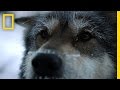 Dogs in Tasks and Training