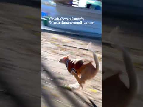 บักนะโมมันดีดแต่เช้า #น้องนะโม