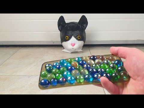 Reverse and Slow Motion ASMR Marble Truck video with cat mask - marble run and more