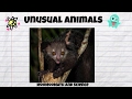 Unique Features of Animals