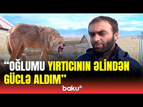 Şəkidə qandonduran hadisə | Canavarın hücum etdiyi zərərçəkənlər hər şeyi danışdı