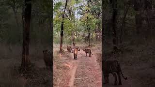 w mark tigress n her cubs amazing sighting🐅😍🐯🐾#tadobaandharitigerreserve @rohantravelstories