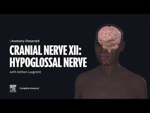 Anatomy Dissected: Cranial Nerve XII (hypoglossal nerve)