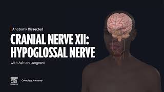 Anatomy Dissected: Cranial Nerve XII (hypoglossal nerve)