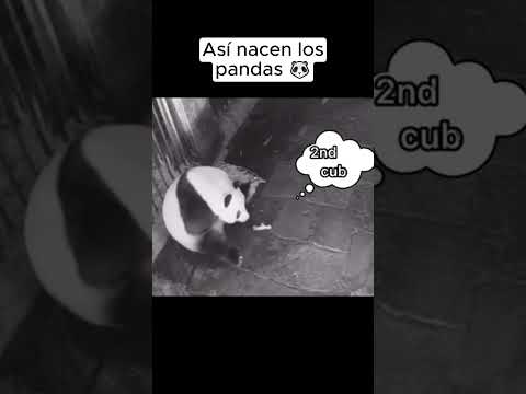 ¡Así nacen los pandas! 🐼😱 #Pandas #Nacimiento #Animales #OsoPanda #MundoAnimal