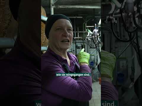 Kühe am Hintern erkennen #shorts #kühe #tiere  #landwirtschaft  #stallgeruch #landleben  #unserland