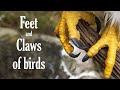 Bird Feet Adaptations and Functions