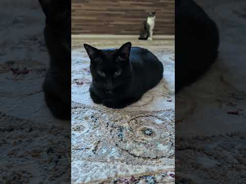 居座る黒猫🐱 - A black cat - #shorts #cat