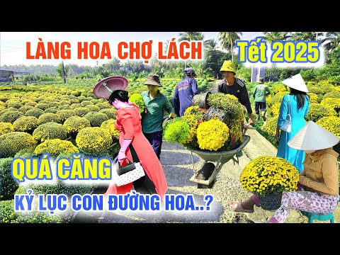 QUÁ CĂNG CHỢ HOA TẾT 2025: LỄ HỘI LÀNG HOA CHỢ LÁCH BẾN TRE SẮP ĐẠT KỶ LỤC VIỆT NAM