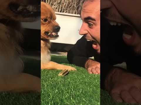Meals before deals. 🍕😅  #pet #funny #dog #foryou #asmr #shorts #shortsvideo
