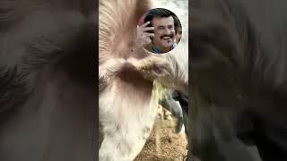 जानवरो के Funny Moments | Random Funny Moments Of Animals  #shorts