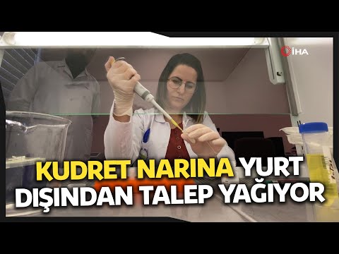 Propolis ile Fermante Edilen Kudret Narına Yurt Dışından Talep Yağıyor