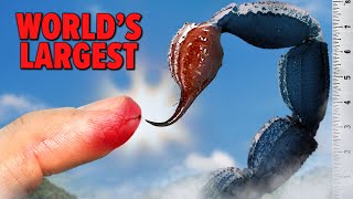 STUNG by the World's LARGEST Scorpion!