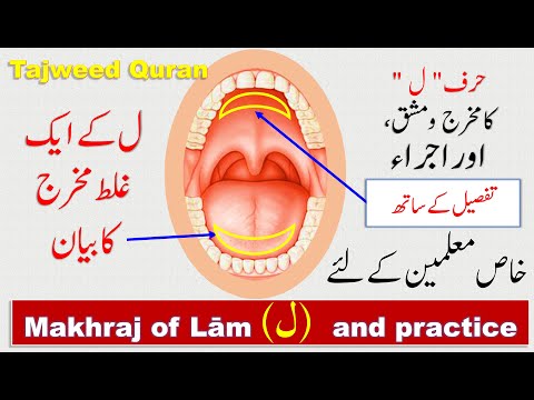 Makhraj of letter laam | How to pronounce letter Lam (ل) in Arabic | Learn Quran with Tajweed
