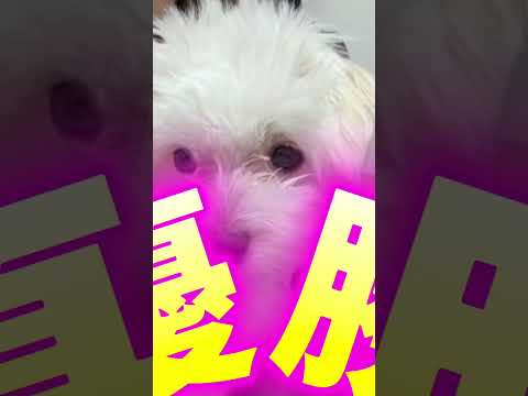 Look at my suggestion#Dog #Pet #Cute #Push #私の推しを見てください#いぬ #ペット #可愛い #推し #チワマル