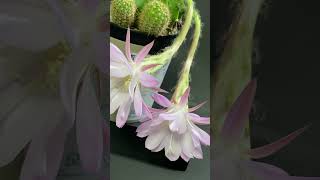 On October 10th, at 1 o'clock in the middle of the night, the cactus f