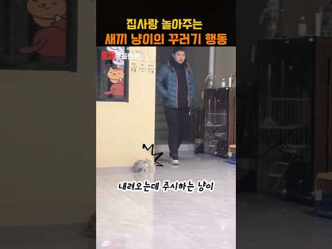집사랑 놀아주는 새끼 냥이의 꾸러기 행동