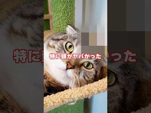 濡れた歯ブラシが原因の猫の面白ハプニングをご紹介します サムネイル