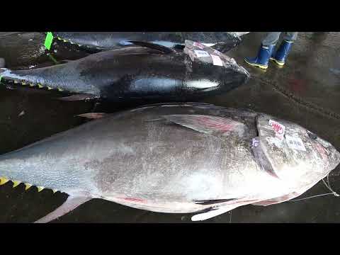 The Best of the Best! Incredible Bluefin Tuna Cutting Techniques集旺