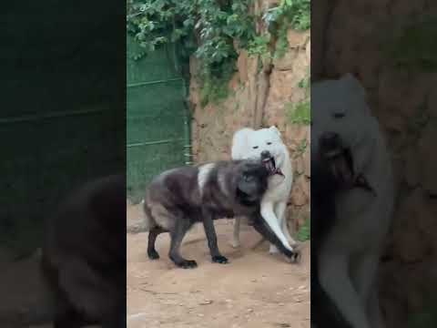 Akbaş Türk Kurdu Akbaba vs Kanada kurdu Akbash Turkish dog and a Canadian wolf
