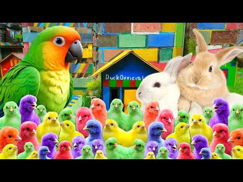 Catch Millions Of Cute Chickens, Colorful Chickens, Rainbow Chickens, Ducks Rabbits, Cute Animals🐥🐥