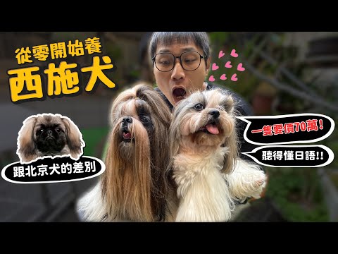 【從零開始養】西施犬!1隻竟然70萬?跟北京犬的差別?聽得懂日語?【許伯簡芝】