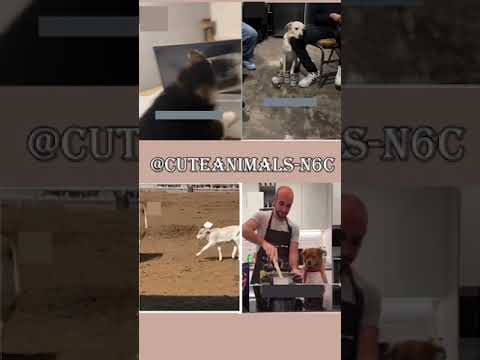 cute animals funny video trending shorts 🥰 #funnycomedyshort #cuteanimalsfunnyvideosshorts #funny