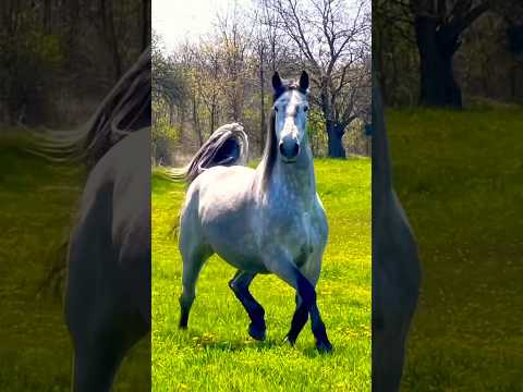 AUCTION MARE’S SHOCKING PREGNANCY! ??#horseauction #pregnantmama #horselover