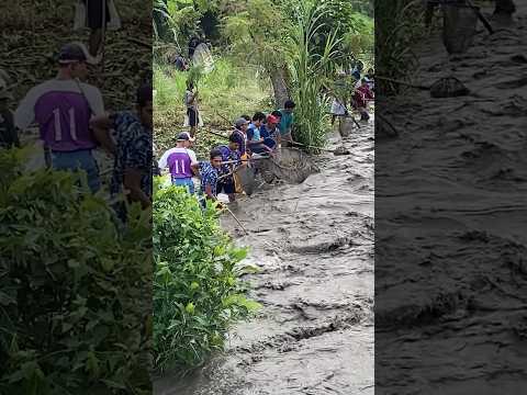 Info peladu ikan sungai brantas sudah dimulai