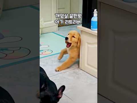 개엄살 끝판왕 아기 리트리버 🐾👀 #shorts