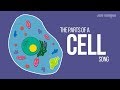 Cell Organelles and Their Functions