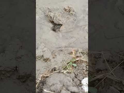 Mantap men. dapet belut di lubang air👍👍#mancing #belutsawah #fypage