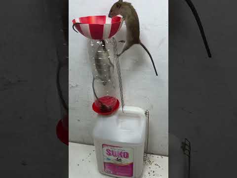Best mouse trap/Homemade Mouse Trap Tips #rat #mousetrap