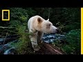 Conservation and the Spirit Bear