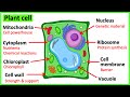 Plant Cell Structures and Functions