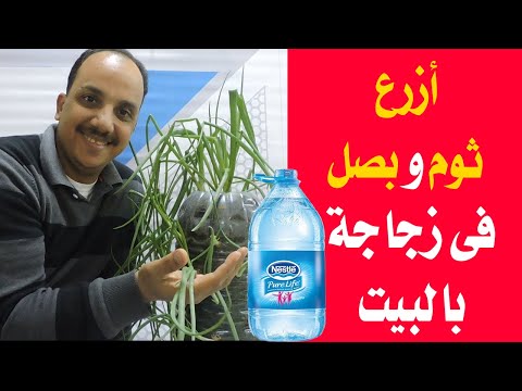 طريقة أكثر من رائعه لزراعه البصل والثوم فى المنزل