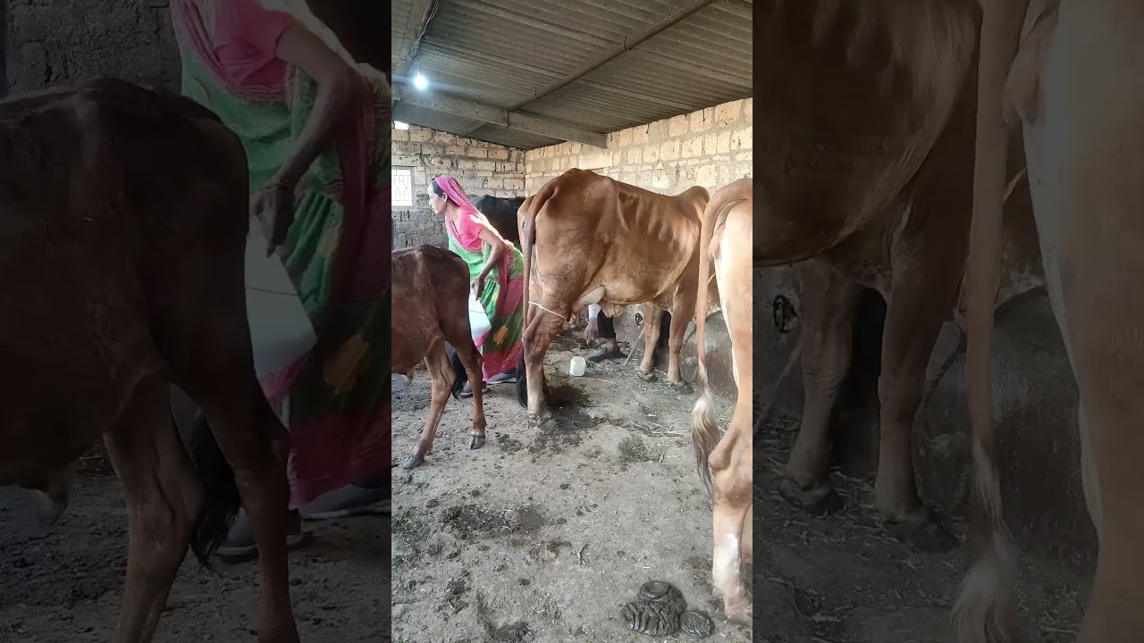 Order Video