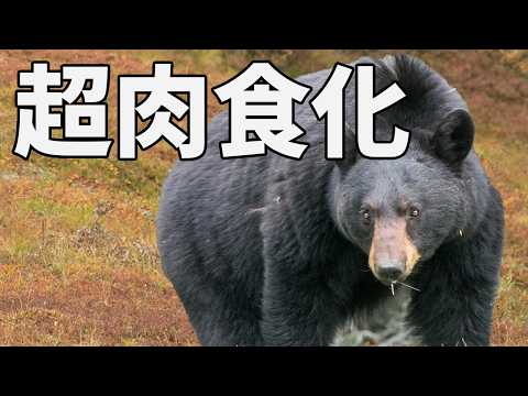 急速に進化するカナダのクマに衝撃の変化が！！【解説動画】