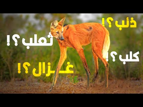 ولا غزال ولا ذئب ولا ثعلب