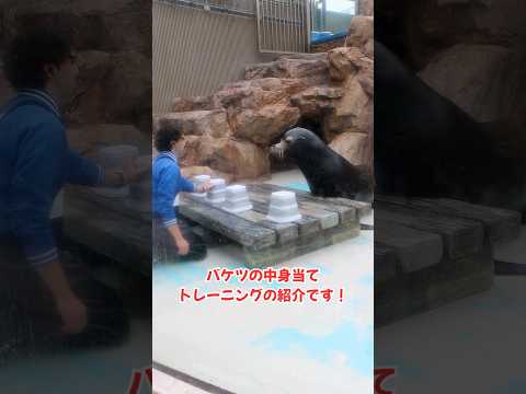 猫の動画サムネイル - 【カリフォルニアアシカ】チャップのバケツの中身当てトレーニング【サンシャイン水族館】#shorts #水族館