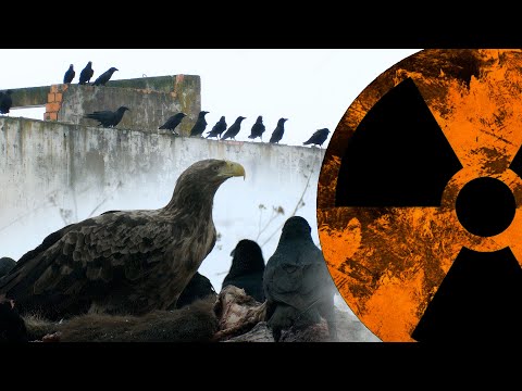 White-tailed eagles and ravens. Chernobyl. Winter | Film Studio Aves