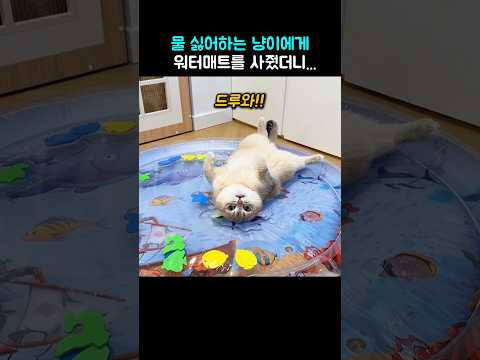 💦 물 싫어하는 냥이에게 워터매트를 사줬더니...